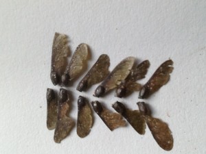 Japanese Maple seeds