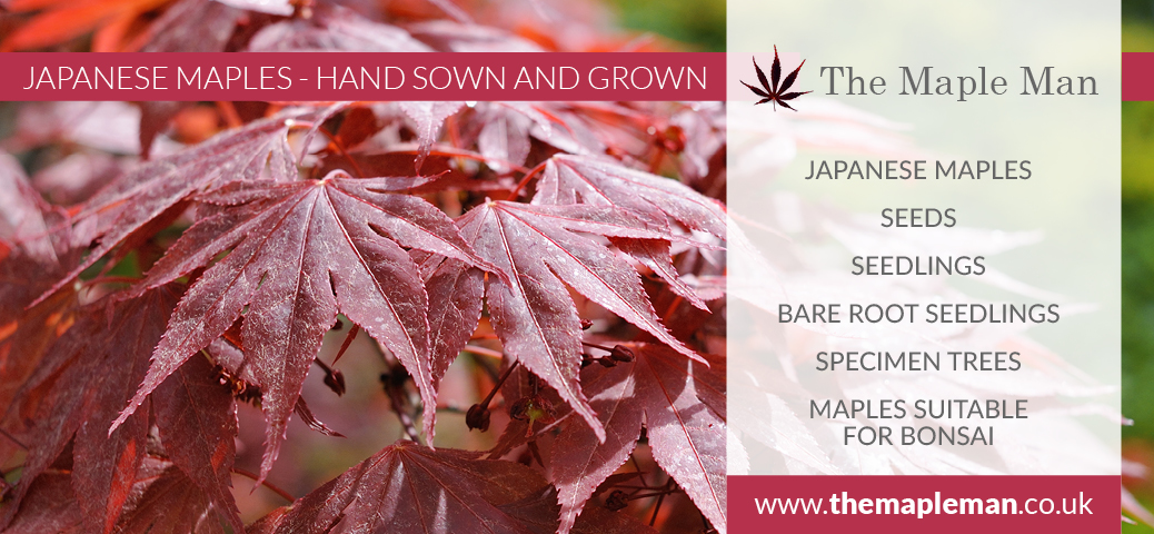 Japanese Maple Trees for Sale Stoke-on-Trent Staffordshire