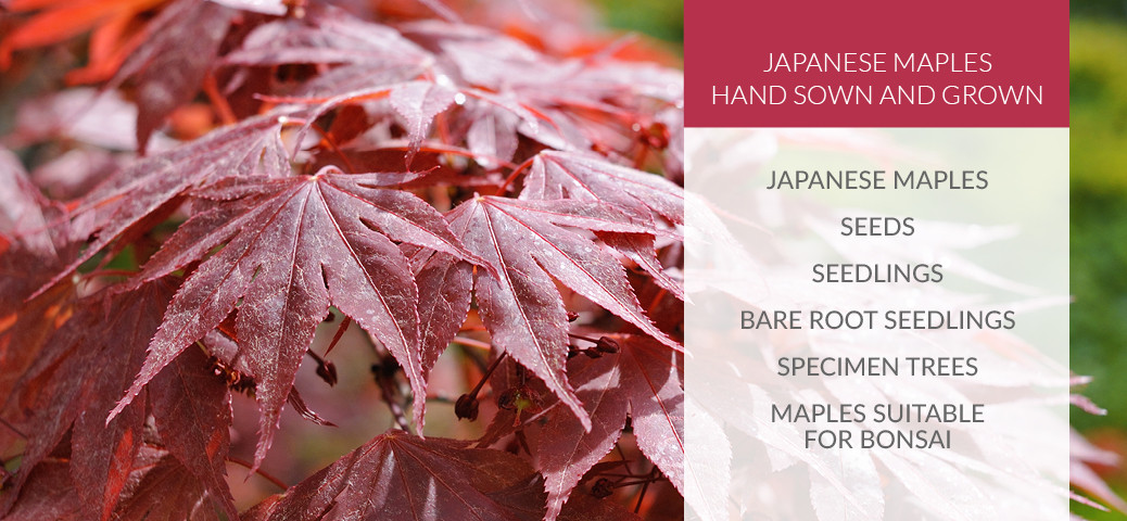 Japanese Maple Trees for Sale Stoke-on-Trent Staffordshire