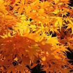 Japanese Maple trees for sale in Stoke-on-Trent