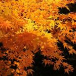 Acer palmatum, green mountain maple - Japanese Maple Trees for sale