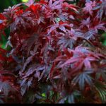 Red Japanese Maple Trees for sale