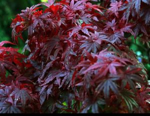 Acer palmatum "Atropurpureum" Japanese red maple seeds