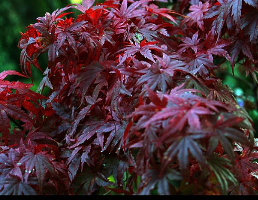 Red Japanese Maple Trees for sale