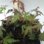 Japanese Maple Bare Root seedlings for sale