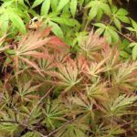 Japanese Maple Bare Root seedlings