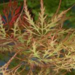 Acer palmatum "Dissectum" for sale 
