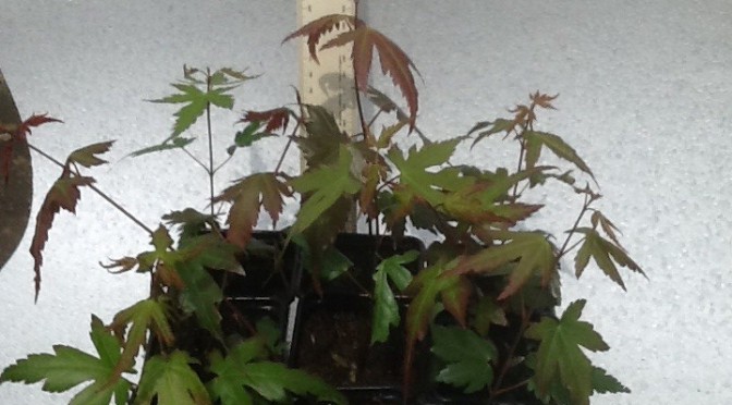 Maple trees suitable for Bonsai for sale